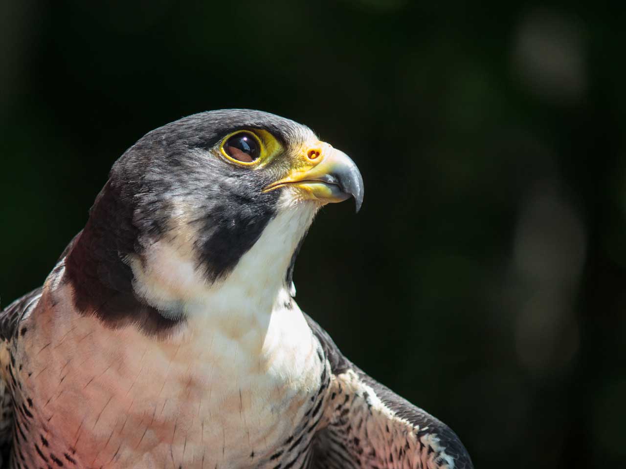 Dubai-falcons-exiles-rugby-symbol